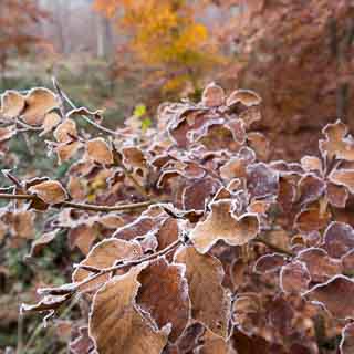 Rotbuchenlaub mit Reif im herbstlichen Schnbuch