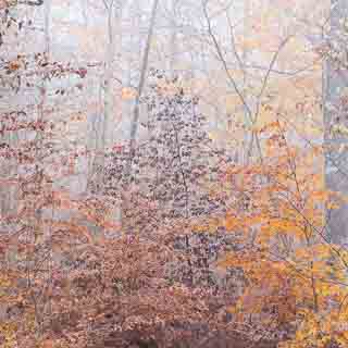 beech foliage in different colour tones