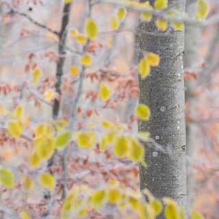 Baumstamm einer Rotbuche (Fagus sylvatica) mit unscharfem Herbstlaub