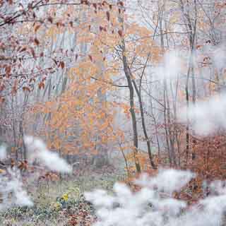 foggy autumn Schnbuch forest