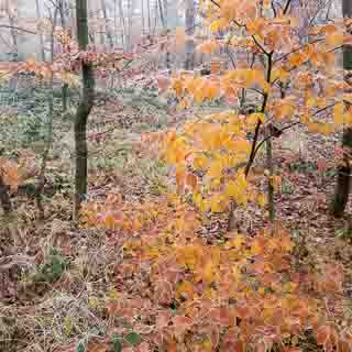 golden beech (Fagus sylvatica) foliage in the foggy autumn Schnbuch forest