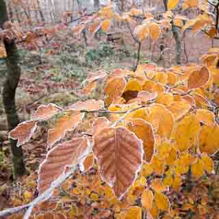 beech foliage with frost