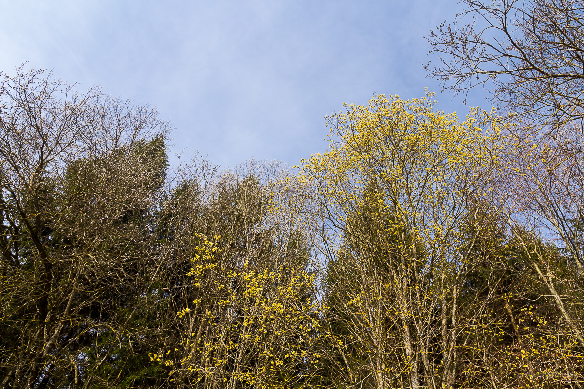 Blhende Sal-Weiden (Salix caprea) am Schnbuchrand