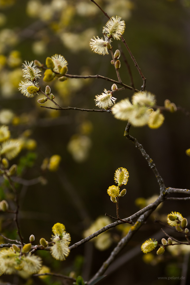 backlit willow catkins (Salix caprea)