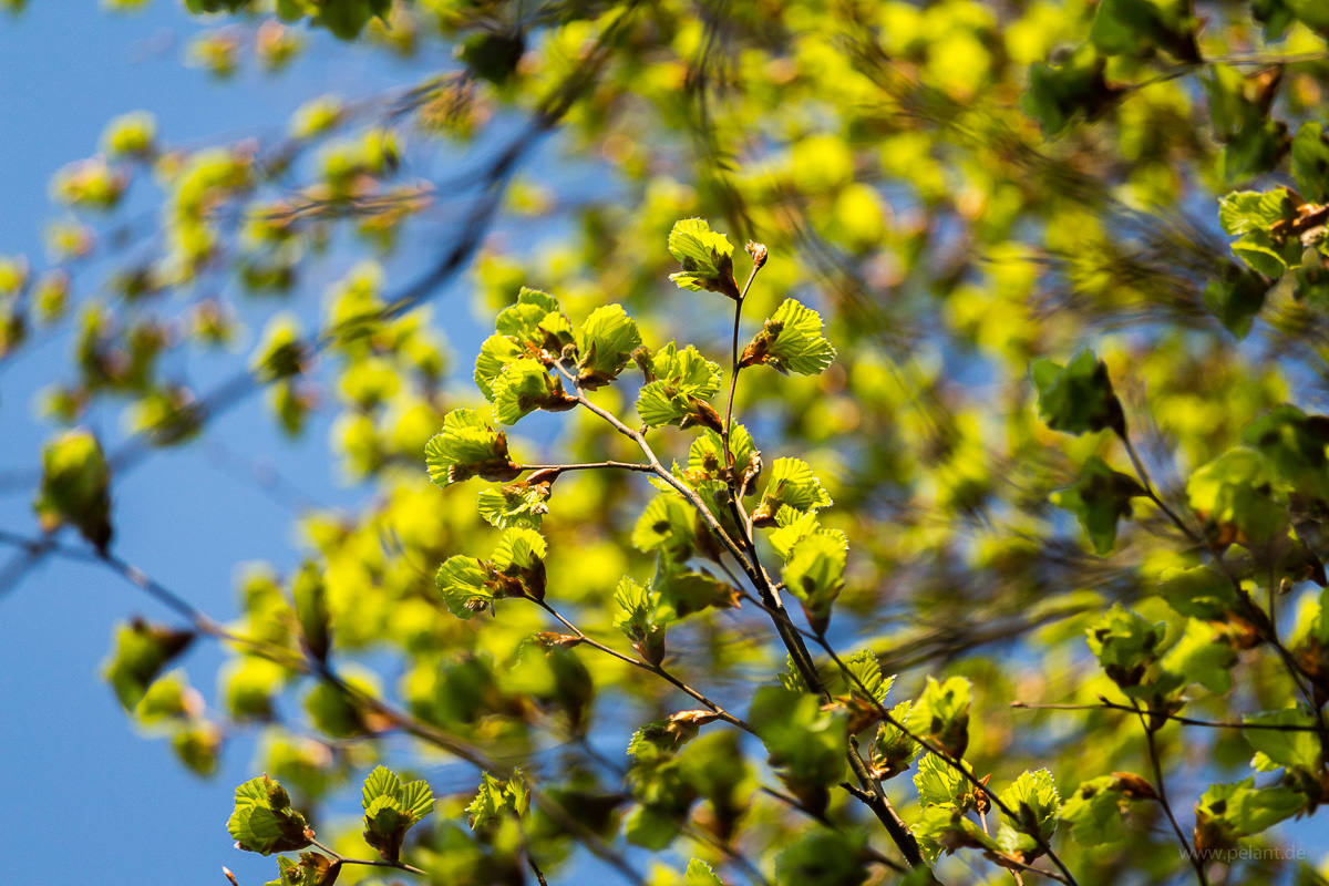 Fagus sylvatica (European beech) new leaves in spring