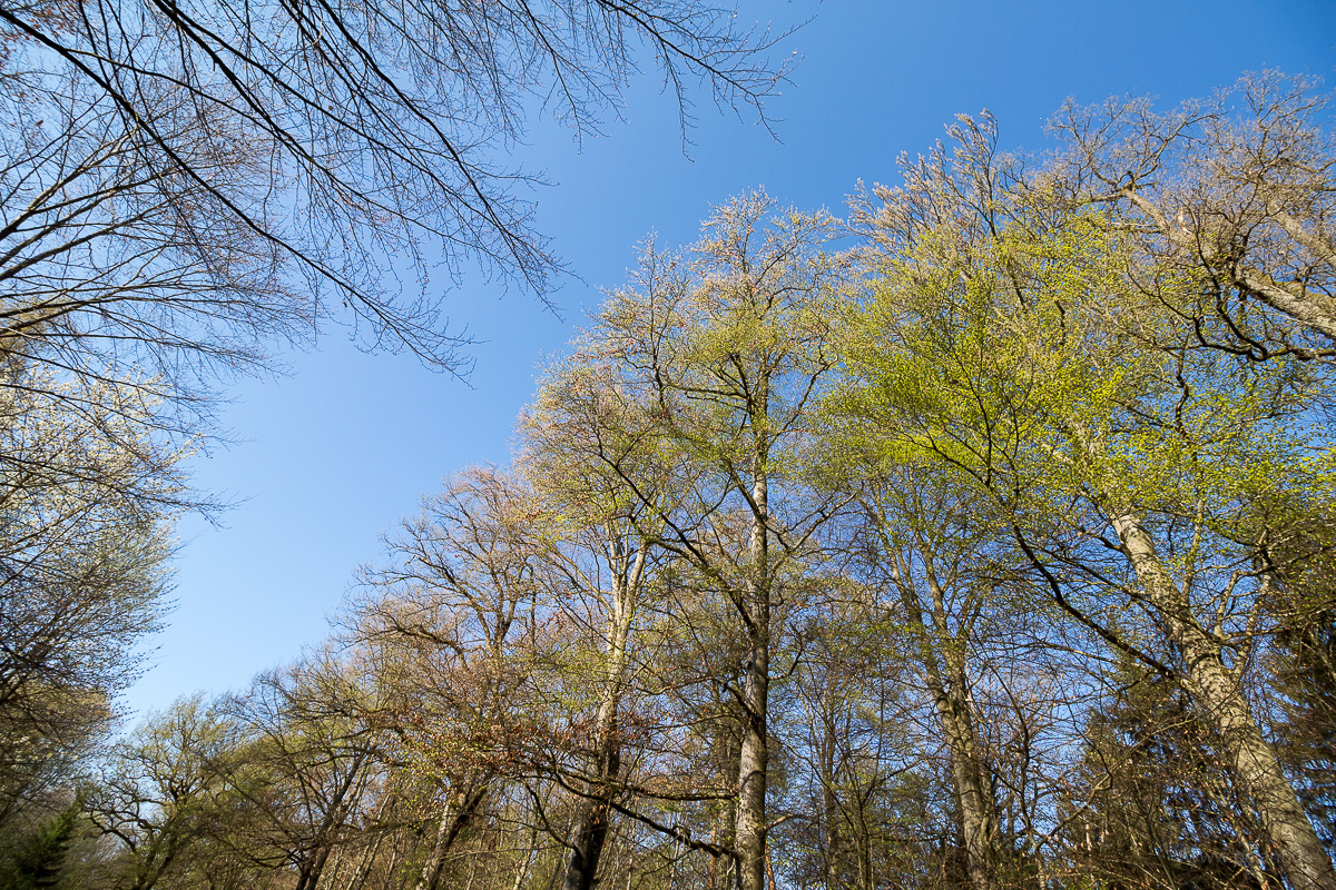 European beeches new leaves in spring forest