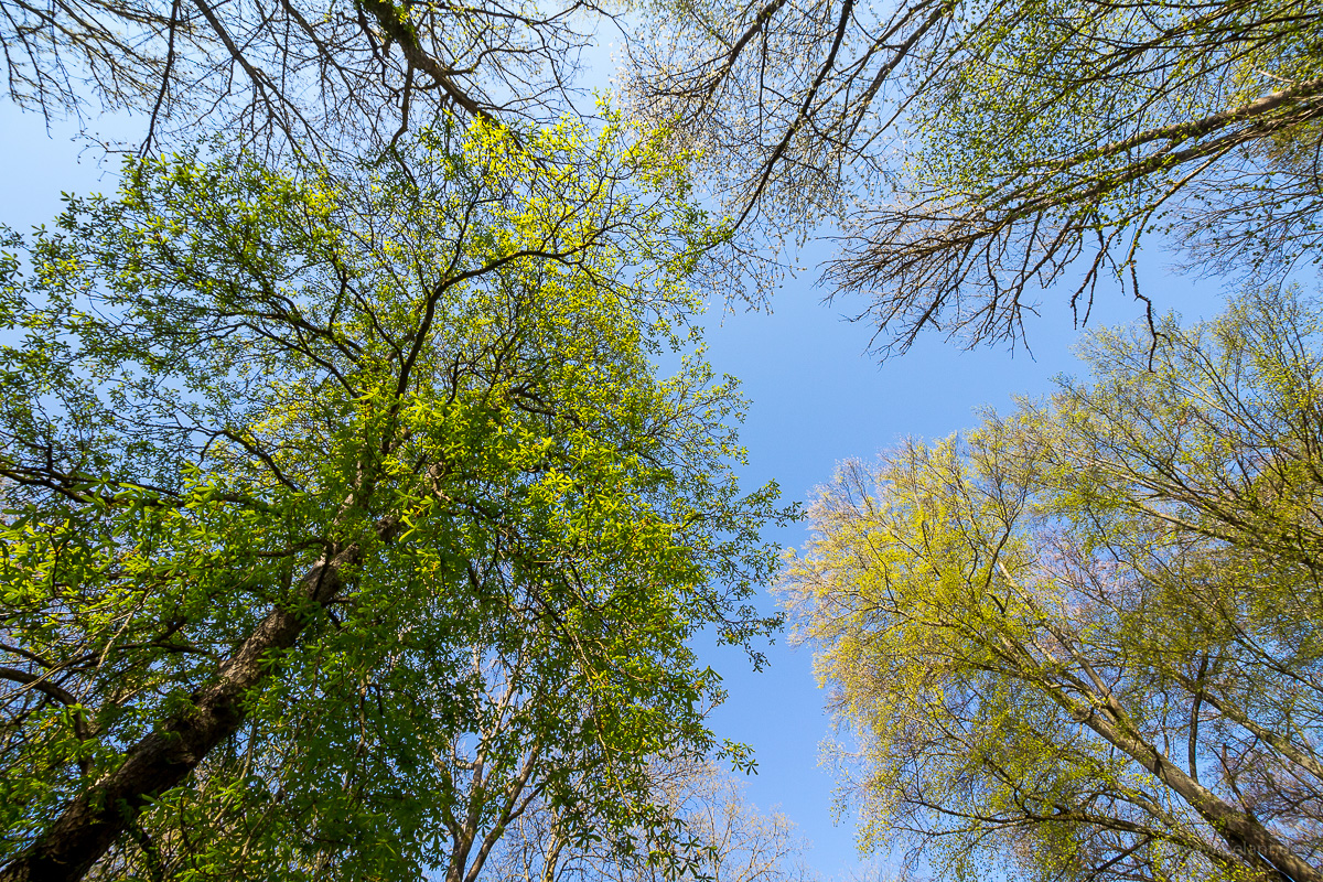 trees are getting green in the spring forest, seen from frog perspective