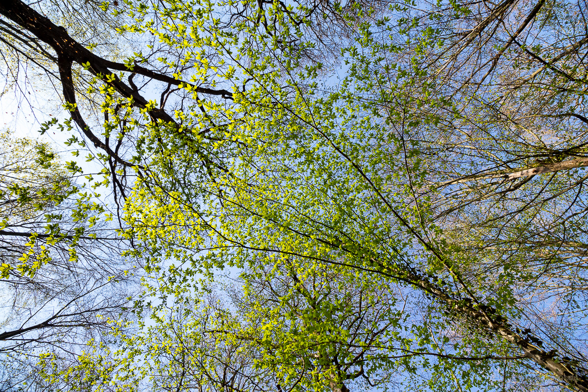 frisches Hainbuchenlaub (Carpinus betulus) im Frhlingswald