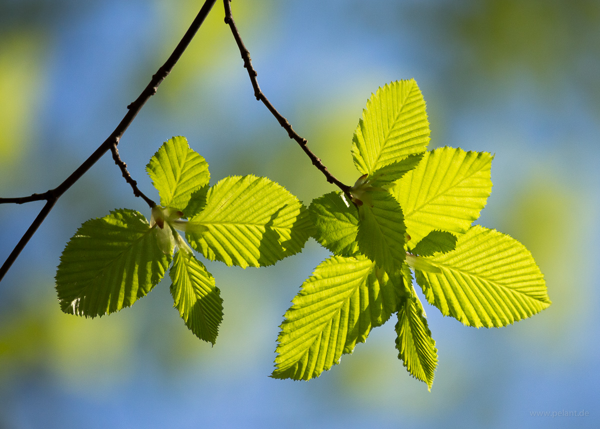 new hornbeam leaves with blurred background