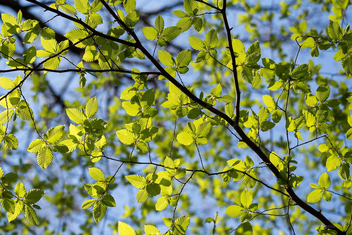 branch with new leaves of common (European) hornbeam Carpinus betulus in spring forest