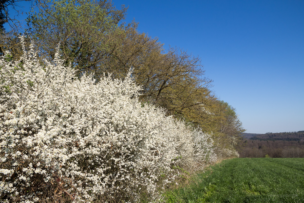 flowering Prunus spinosa hedge at the Schnbuch forest edge