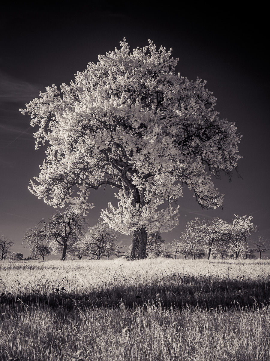 infrared photograph of a flowering cider pear tree