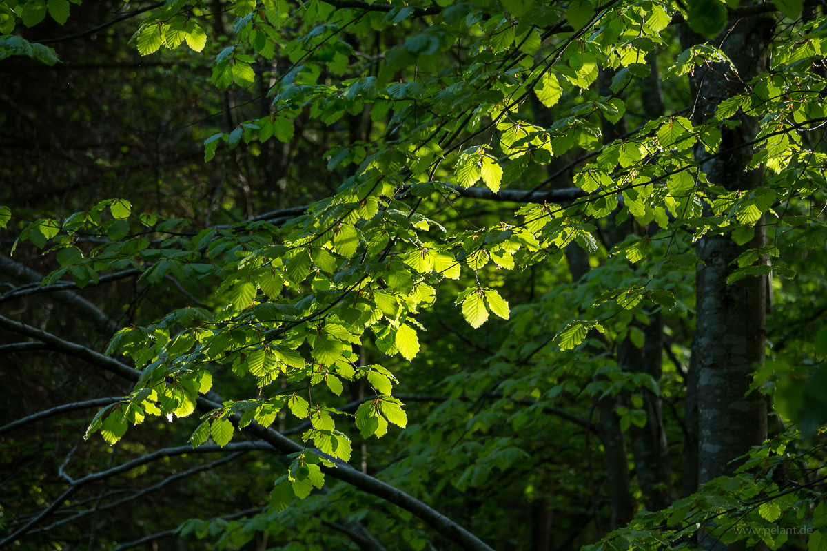 spring in the forest - new leaves of Fagus sylvatica in the morning light