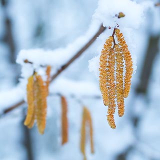 snow covered hazel catkins