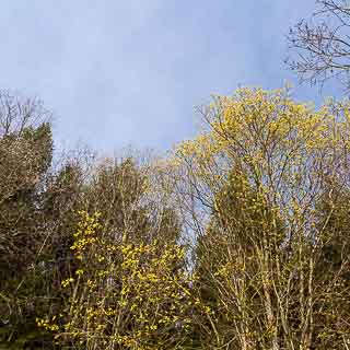 flowering goat willow (Salix caprea) at the edge of the forest