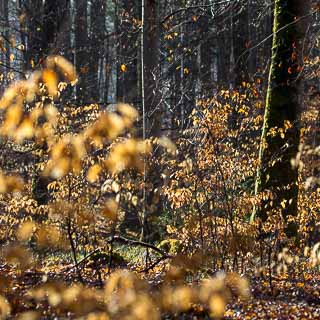 vertrocknete braune Rotbuchenbltter vom Vorjahr im Morgenlicht