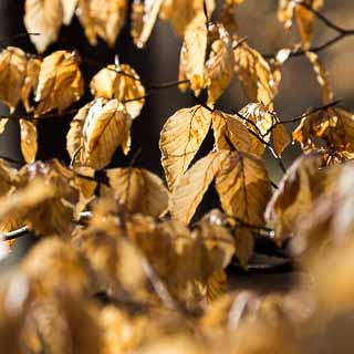 beech (Fagus sylvatica) foliage from last year in the morning light