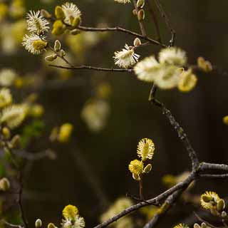 backlit willow catkins (Salix caprea)