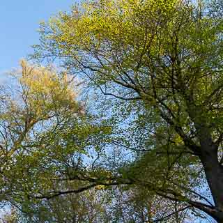 Fagus sylvatica in spring with new leaves