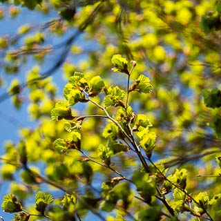 Fagus sylvatica (European beech) new leaves in spring