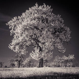 infrared photograph of a flowering cider pear tree