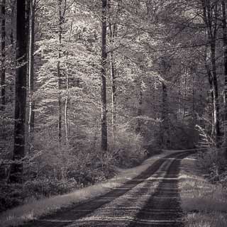 track in the Schnbuch forest, infrared image