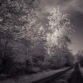 infrared photograph of a flowering wild cherry tree (Prunus avium) next to a forest track in the Schnbuch
