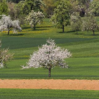 flowering apple tree on the fields (Streuobstwiese)