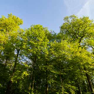 new leaves in forest