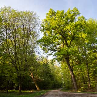 new leaves - fresh green in the spring forest