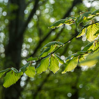 new Fagus sylvatica leaves