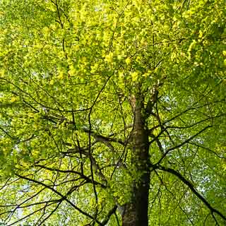 new leaves of Fagus sylvatica - European beech in spring