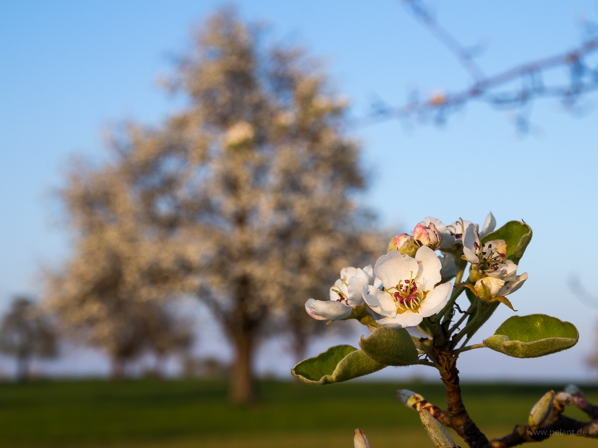 pear blossom with blurred pear tree in the background