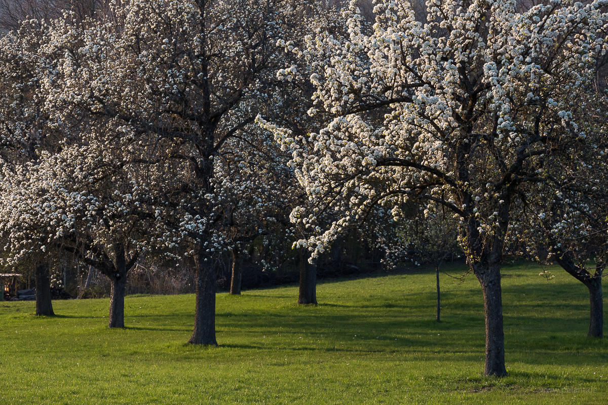 flowering pear trees on an orchard
