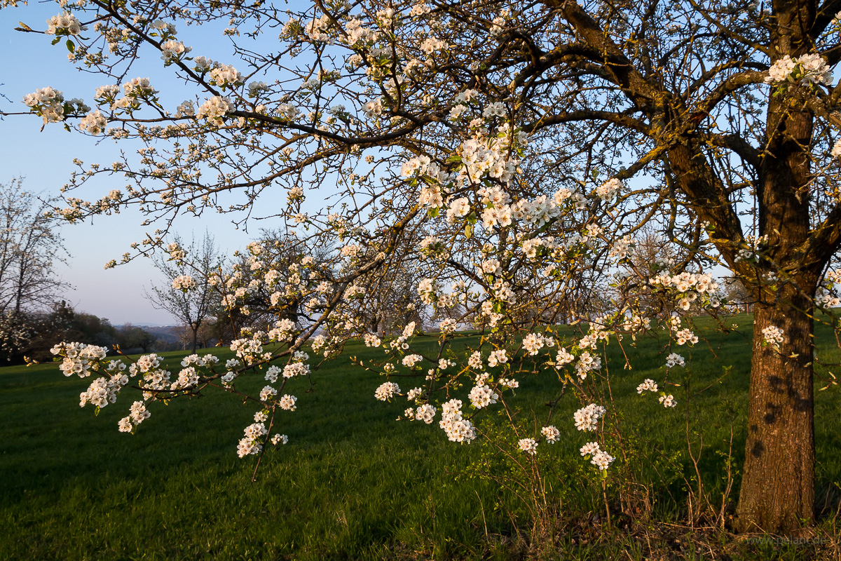 flowering pear tree