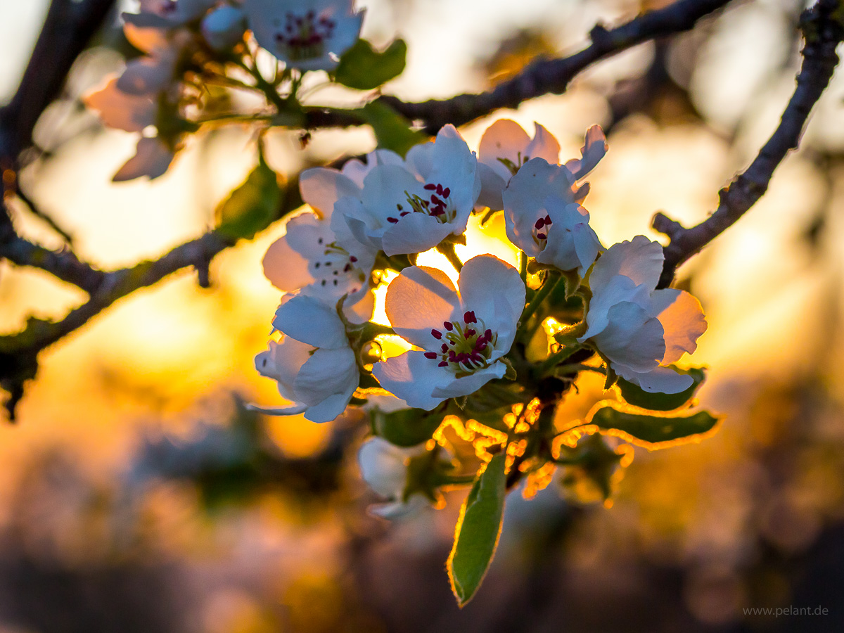 pear blossom in the evening light