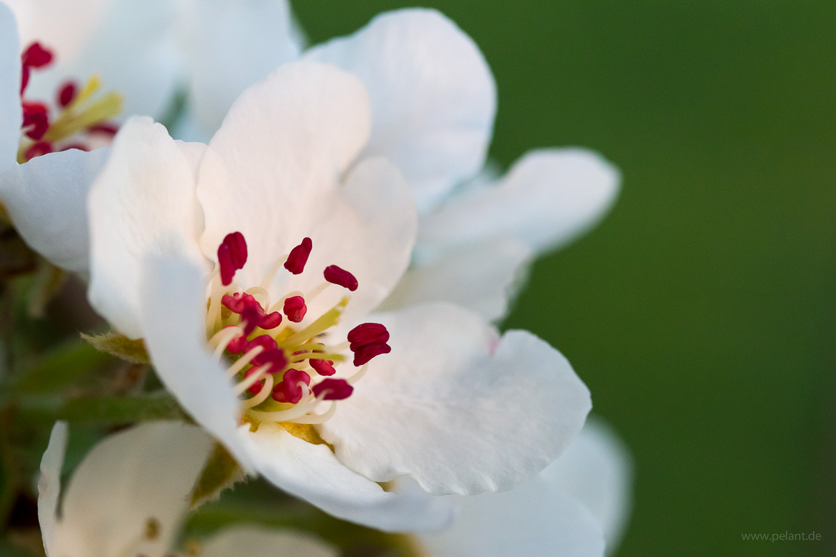 pear blossom macro
