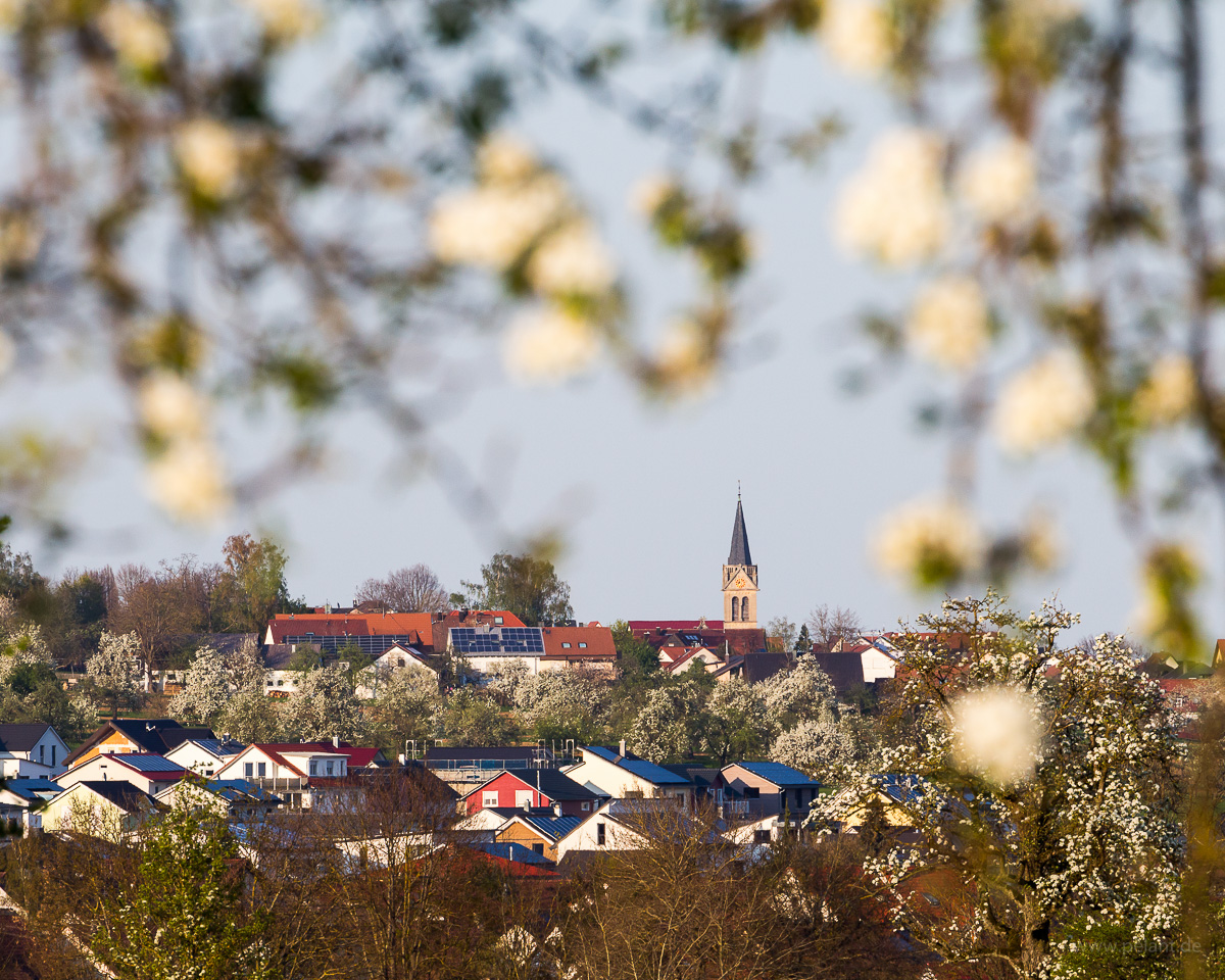 view of Hslach´s church tower with flowering pear trees