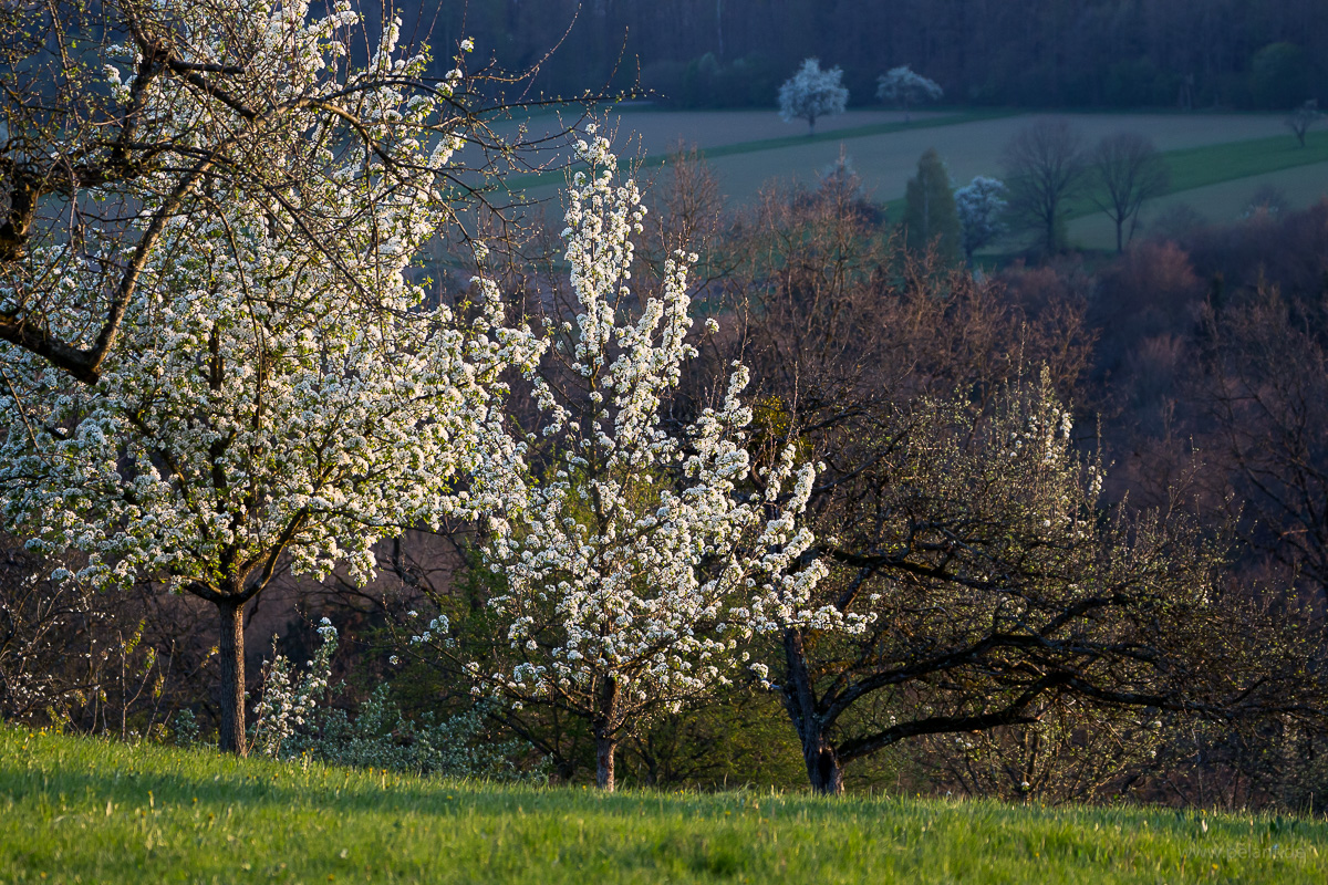 flowering pear trees on a hillside orchard