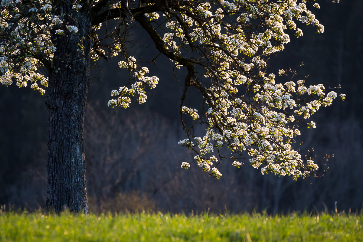 backlit flowering pear tree with blurred background