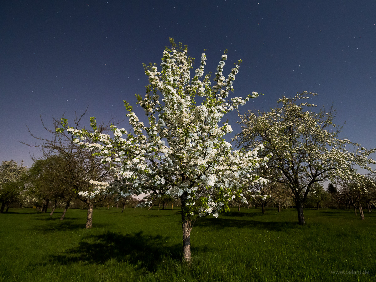 pear blossom night shot on a full moon night