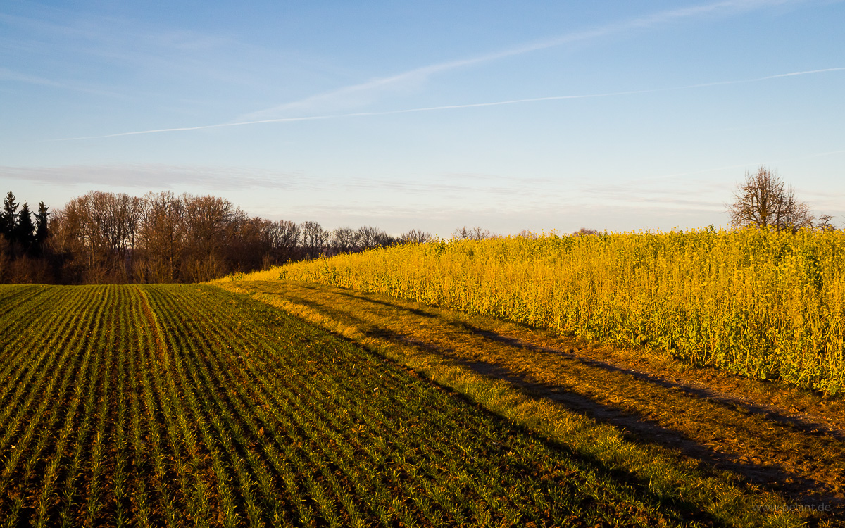 fields in the evening light