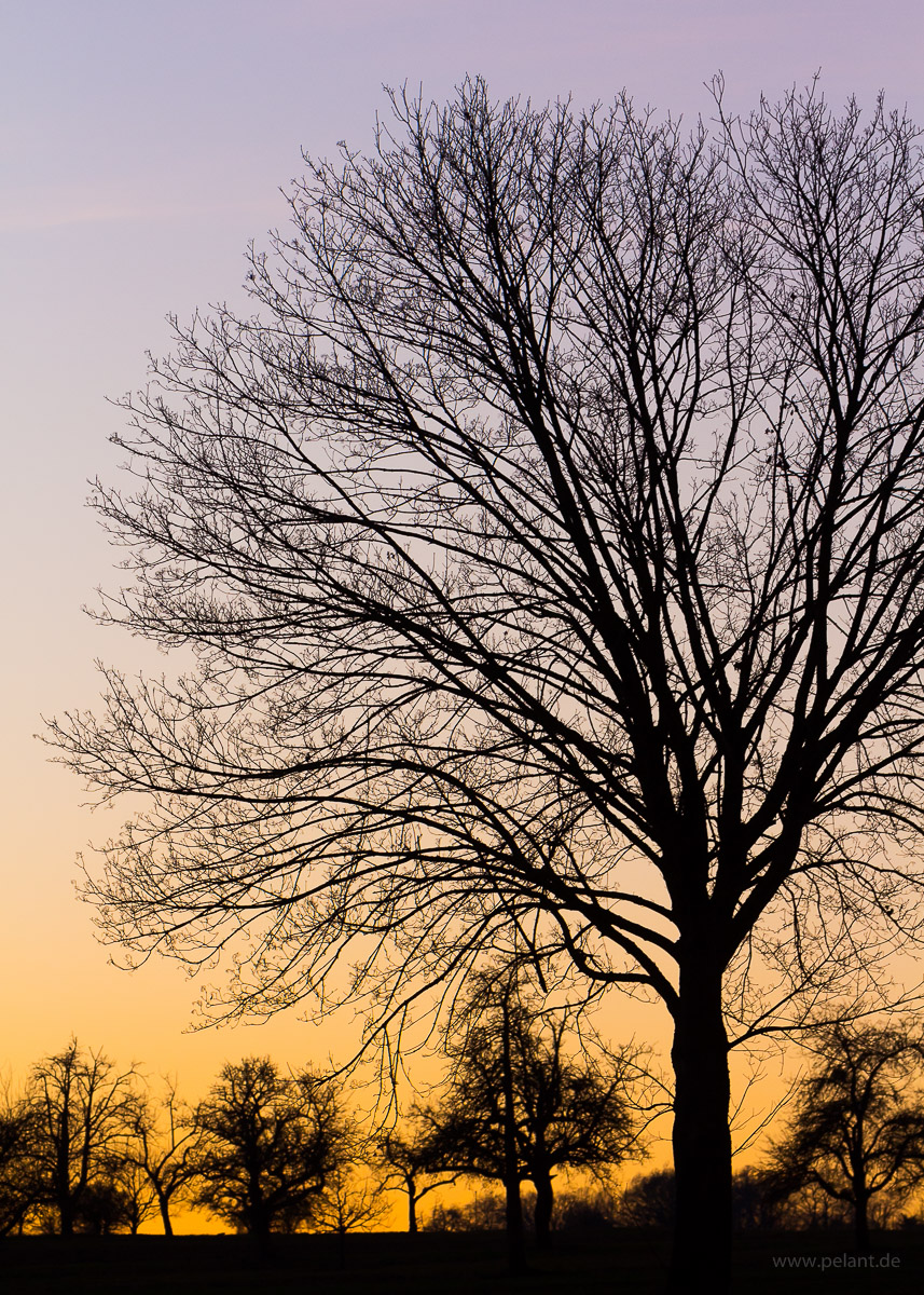 silhouette of a bare-branched maple tree (Acer platanoides) at dusk