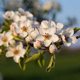 pear blossom branch