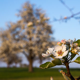 pear blossom with blurred pear tree in the background