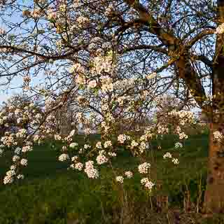 flowering pear tree