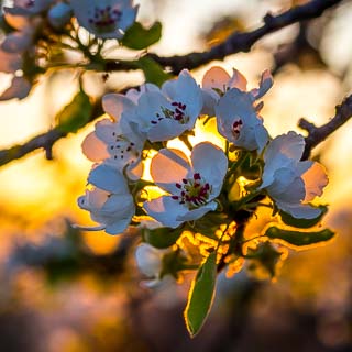 pear blossom in the evening light