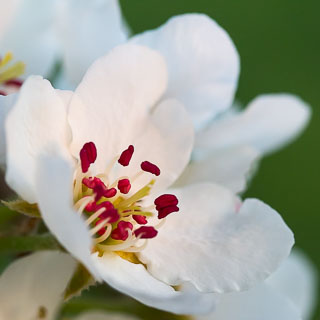 pear blossom macro