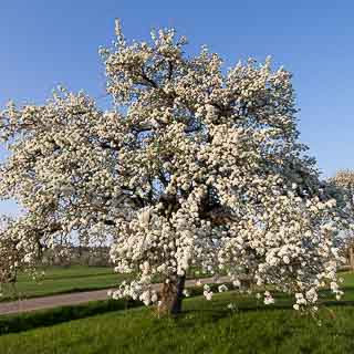 Blhender Birnbaum