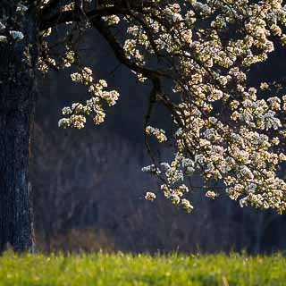 backlit flowering pear tree with blurred background